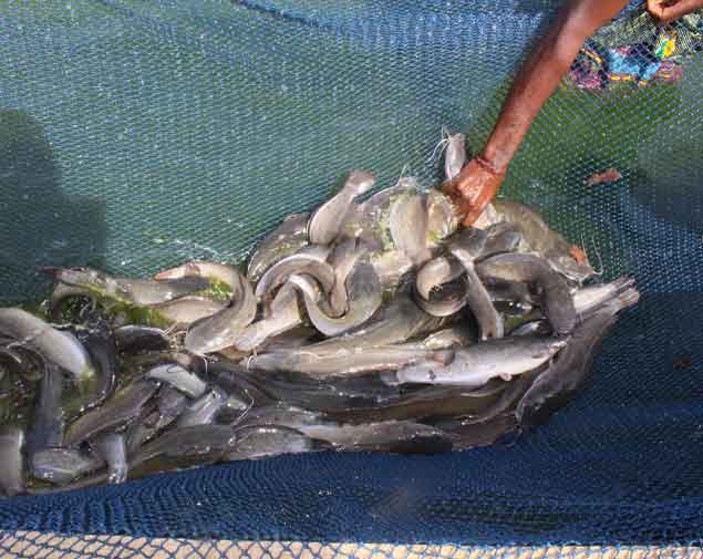 filière Aquaculture